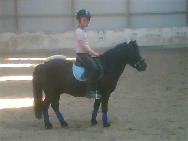 Shetlænder Hugo billede 13