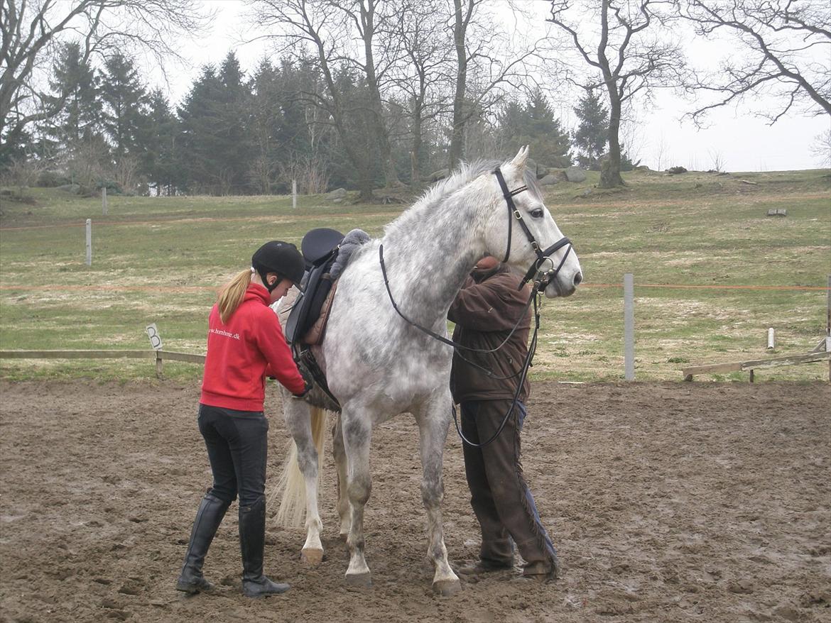 Anden særlig race Lambruzzo billede 2