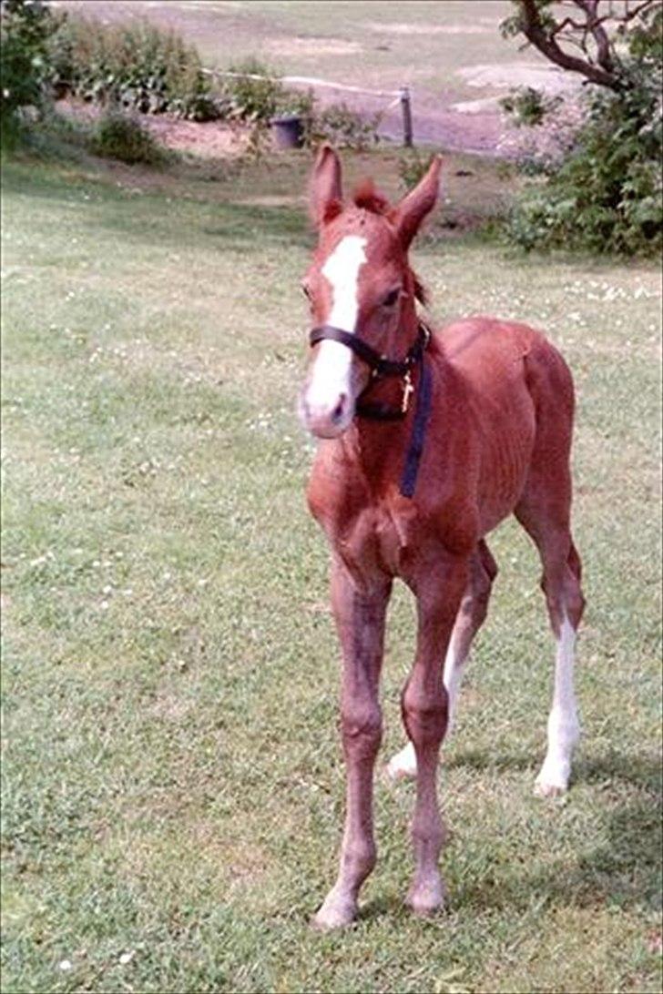 Anden særlig race Lambruzzo - lille bit d: billede 3