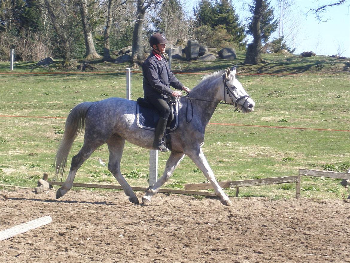 Anden særlig race Lambruzzo - min papfar Jørgen rider ham her :) billede 5