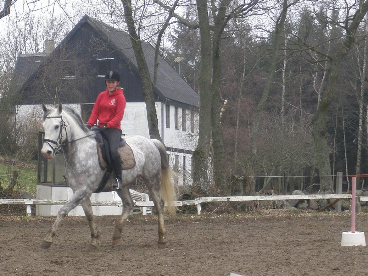 Anden særlig race Lambruzzo billede 6