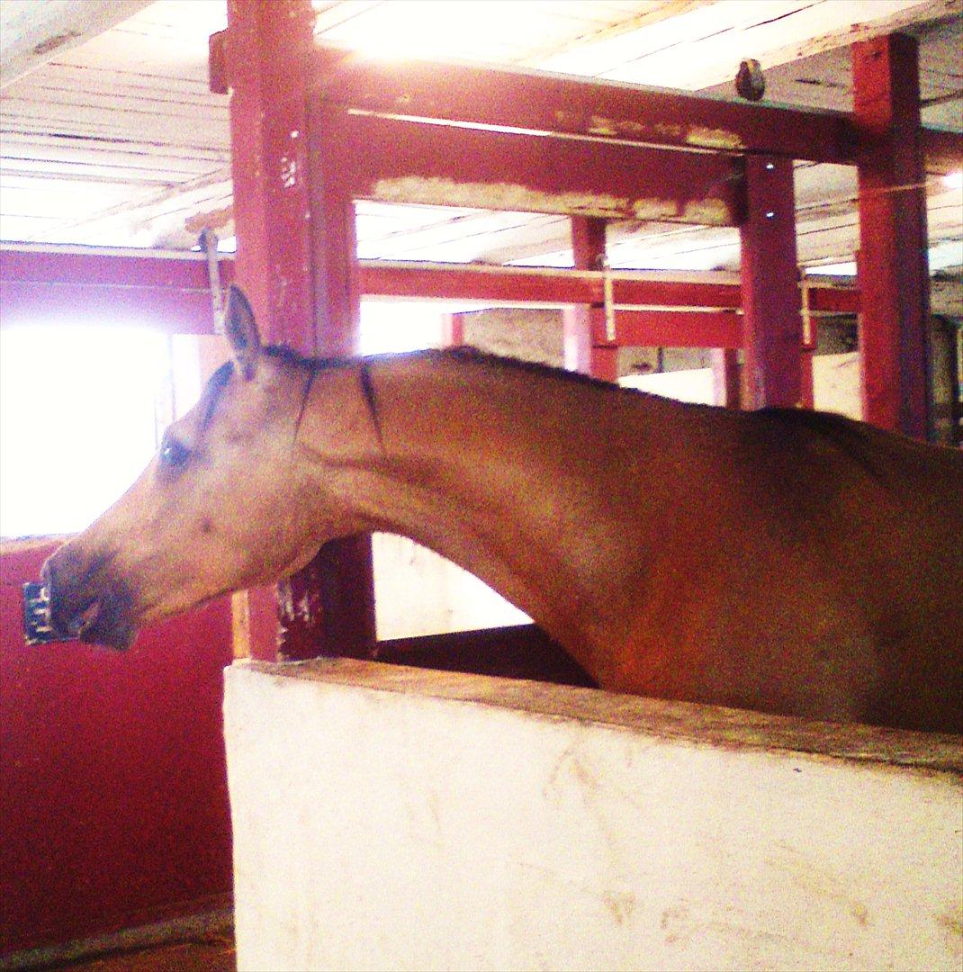 Anden særlig race Gucci billede 11