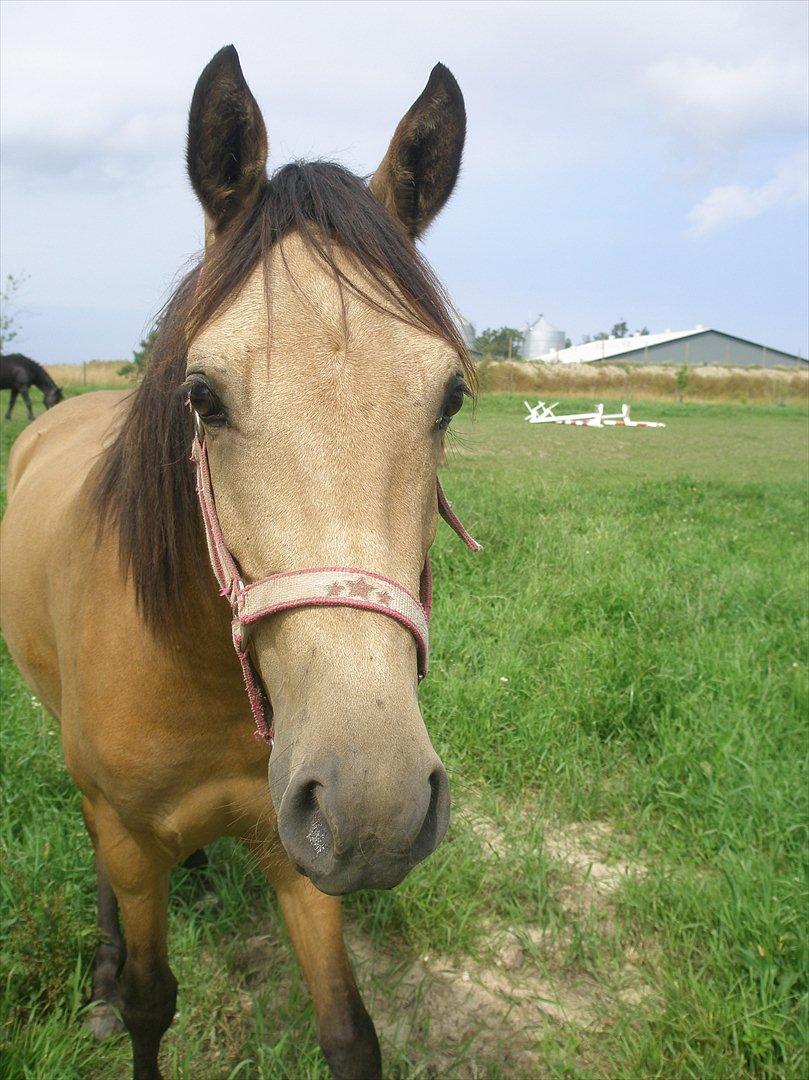 Anden særlig race Gucci billede 1