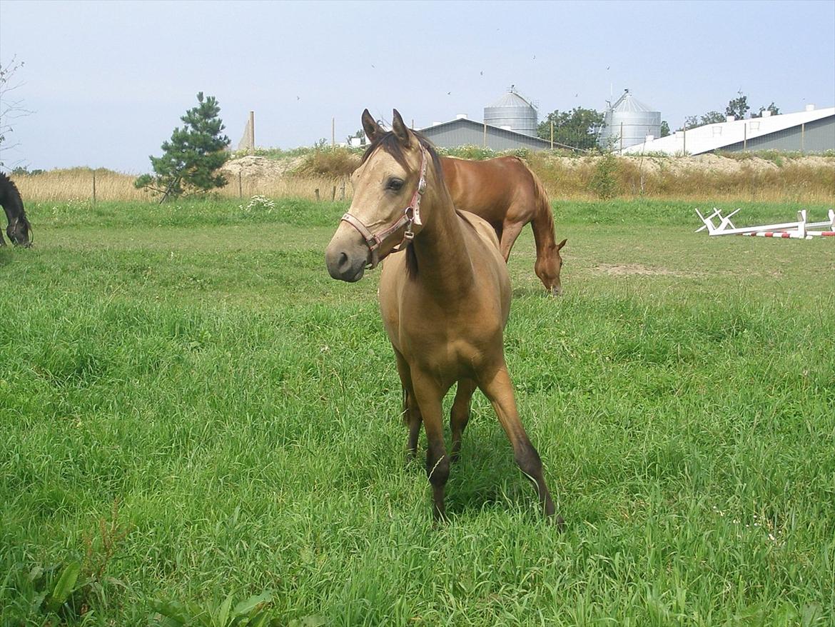 Anden særlig race Gucci billede 12