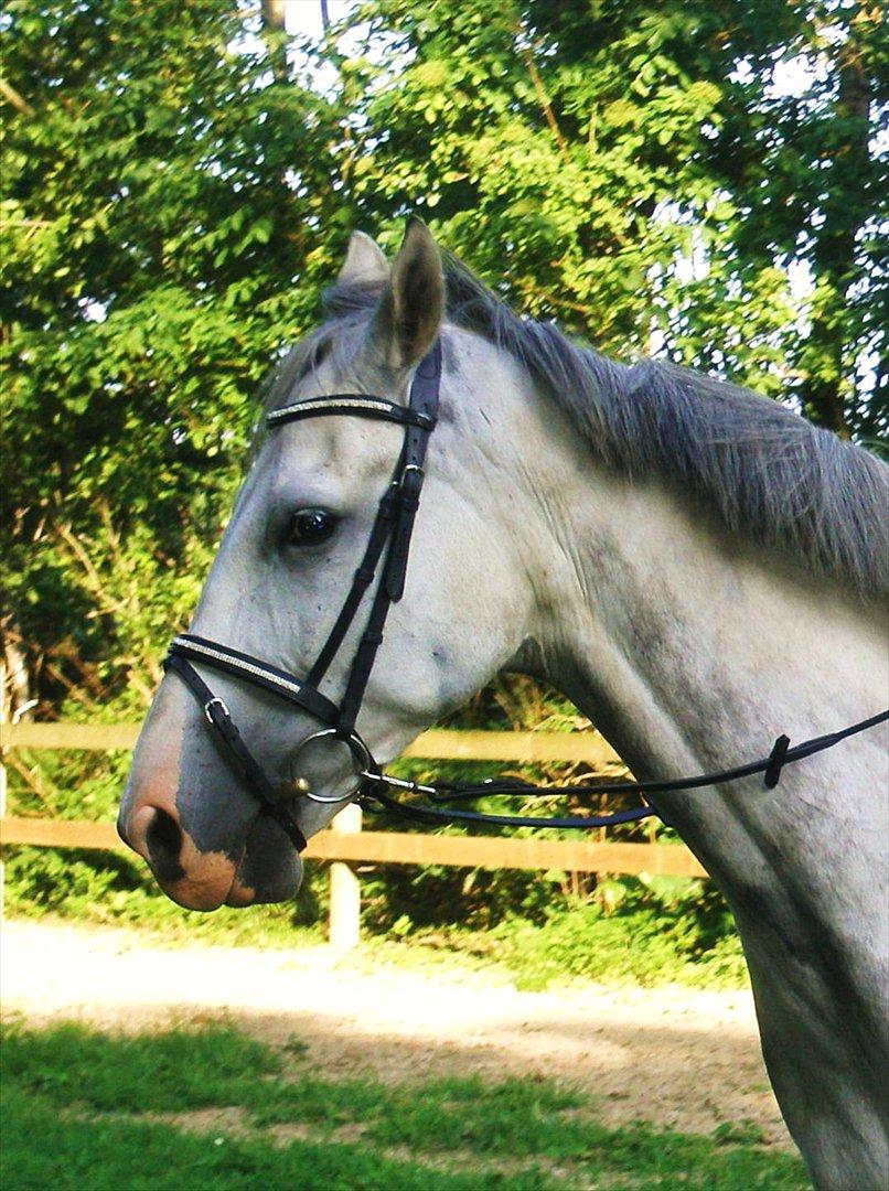Anden særlig race Lambruzzo - nyt :D billede 1