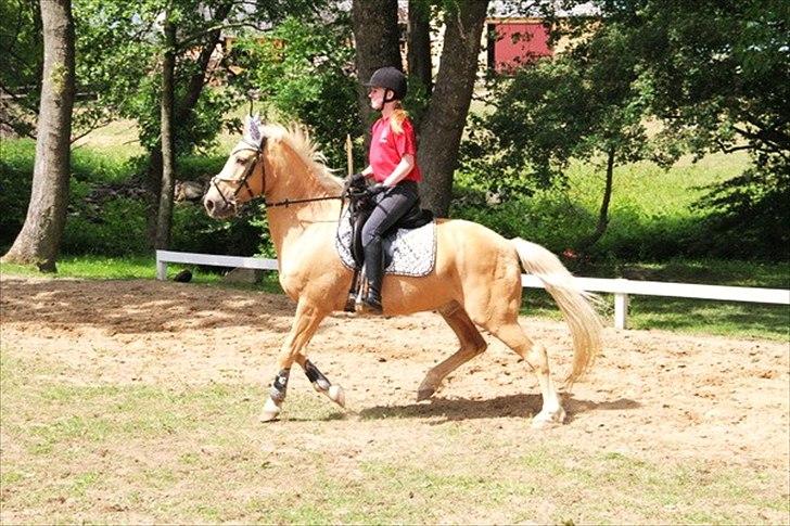 Palomino Bornhorse Pelle - ringrider festen 2011 billede 18