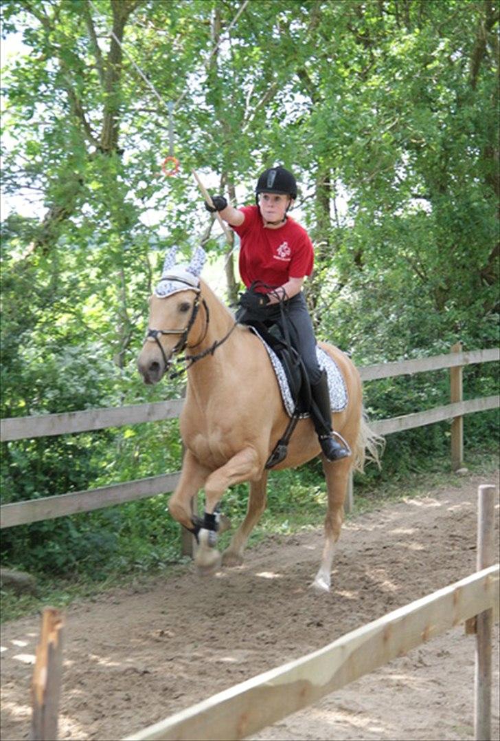 Palomino Bornhorse Pelle - det vi elsker mest! fart og ringridning :DD

ringrider festen 2011 billede 20
