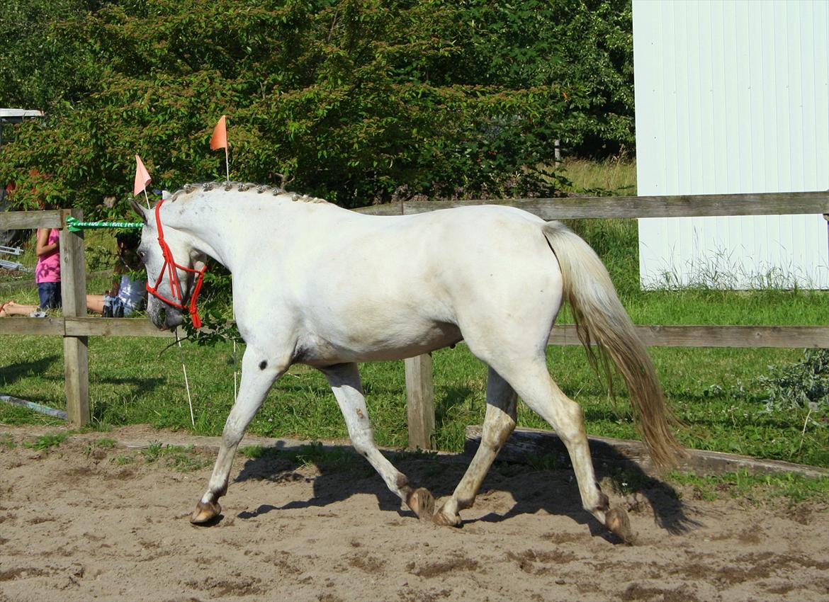 Anden særlig race Hugo Boss - Løsspring
Ridelejr, uge 27 2011
Rolighedens Ridecenter  billede 2