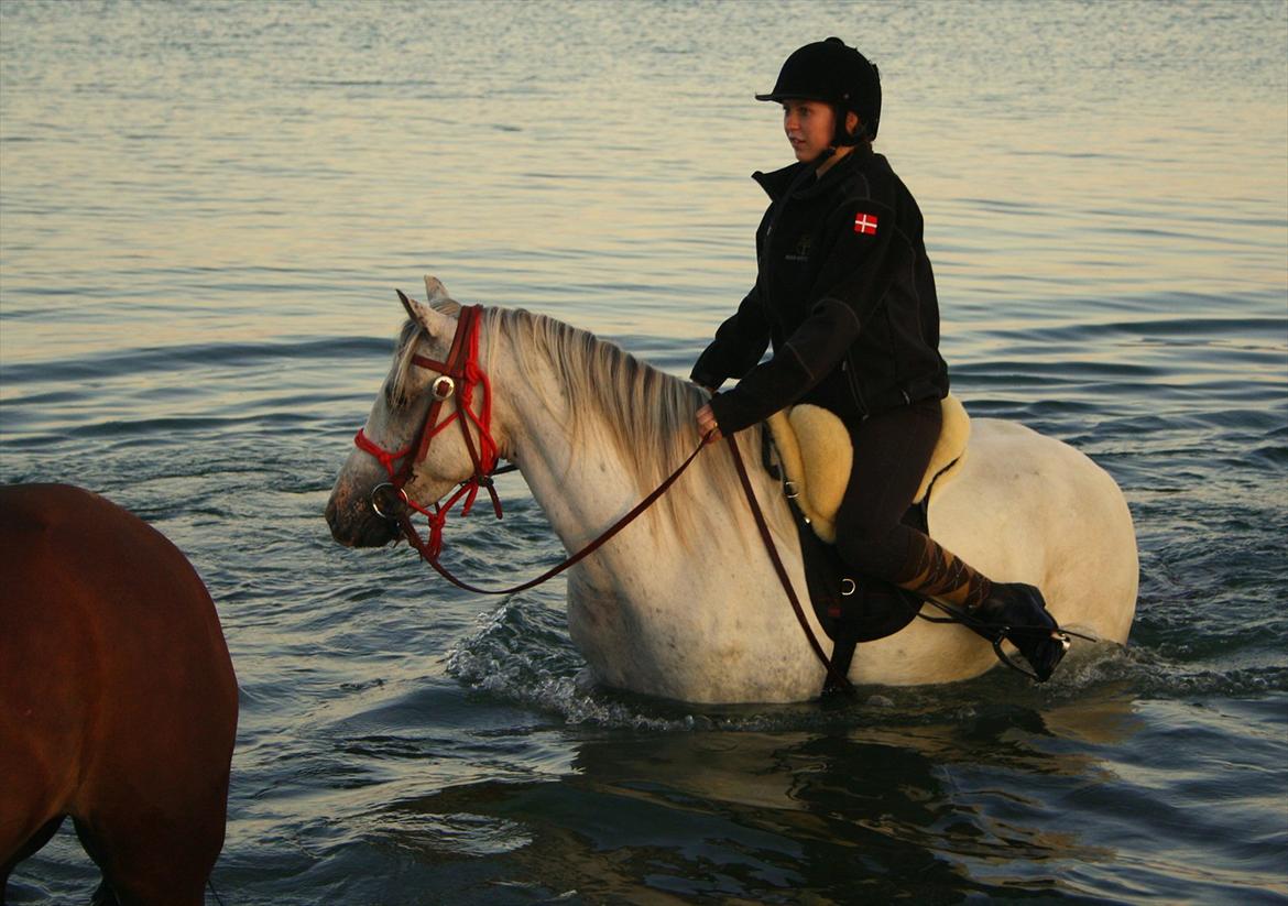 Anden særlig race Hugo Boss - Første strandtur (Svallerup strand).
Ridelejr, uge 27 2011
Rolighedens Ridecenter billede 6