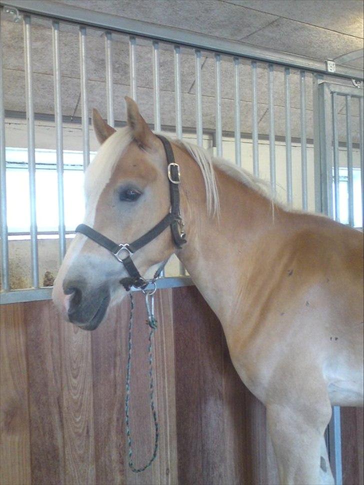 Haflinger Prins - Første gang jeg var sammen med Prins
Foto: Mig billede 1