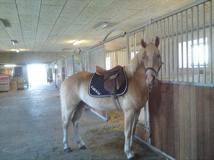 Haflinger Prins - I gang med at gøre klar til vores anden ridetur
Foto: Mig billede 10