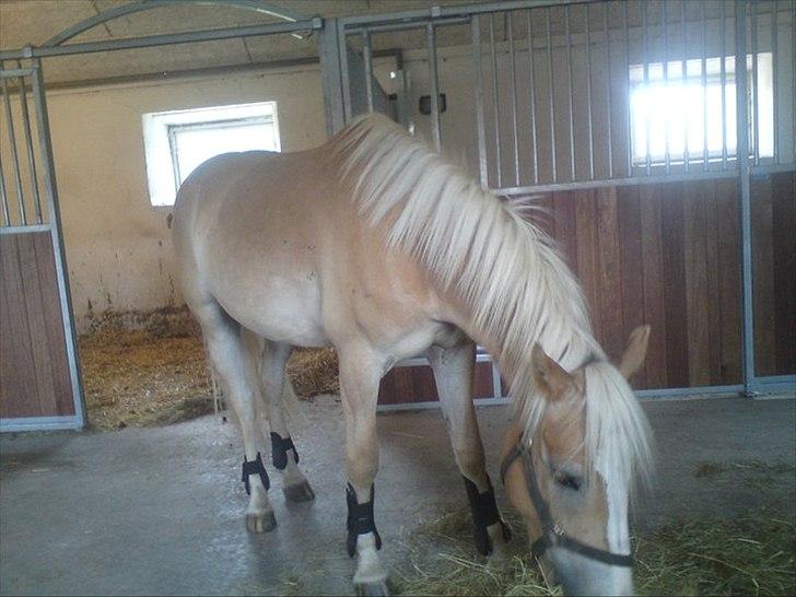 Haflinger Prins - Prins
Foto: Mig billede 2