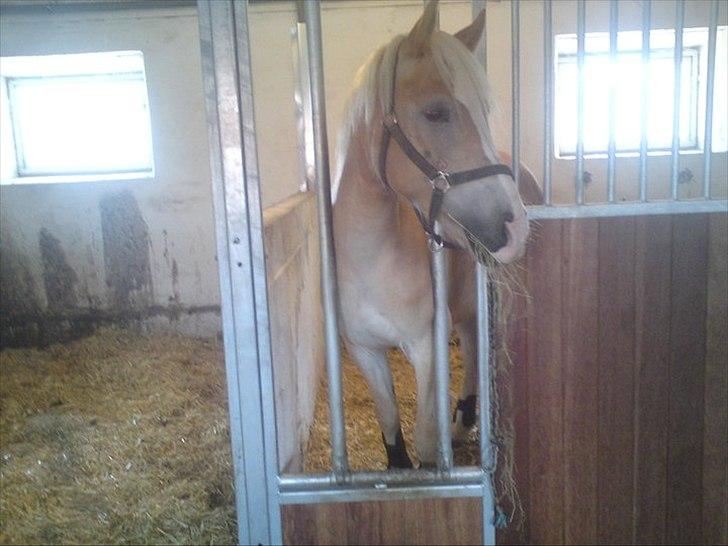 Haflinger Prins - Prins inde i boksen
Foto: Mig billede 3