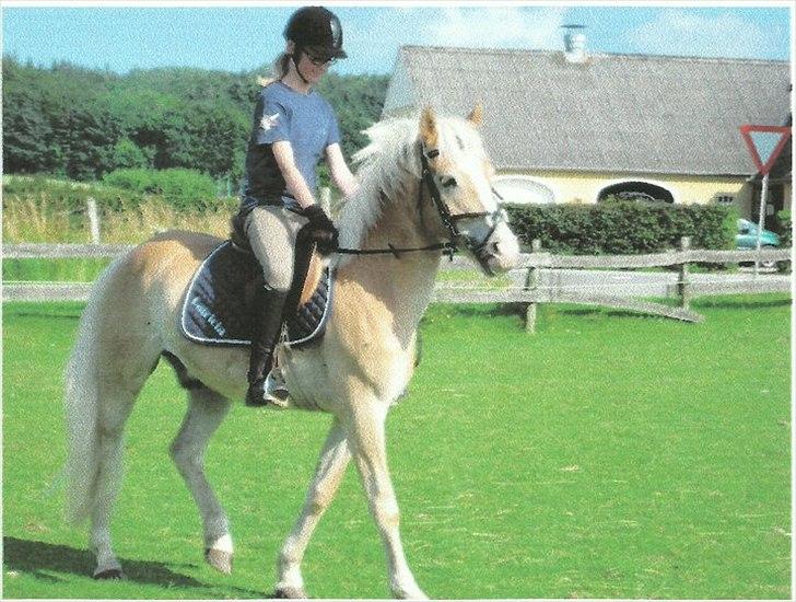 Haflinger Prins - Første ridetur
Foto: Ove billede 5