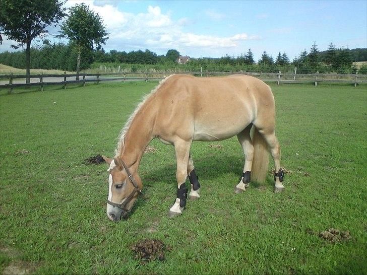 Haflinger Prins - Rosenknopper
Foto: Mig billede 7