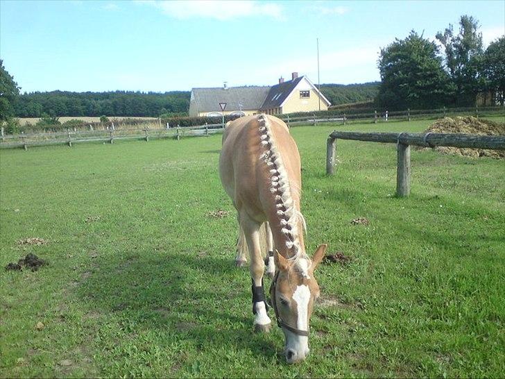 Haflinger Prins - Rosenknopper
Foto: Mig billede 8