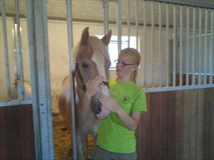 Haflinger Prins - Prins og jeg
Foto: Ove billede 9