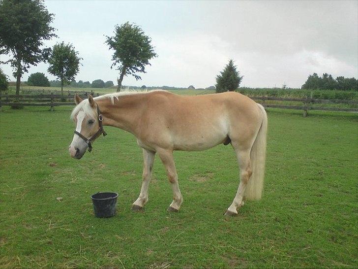 Haflinger Prins - Prins på fold
Foto: Mig billede 4