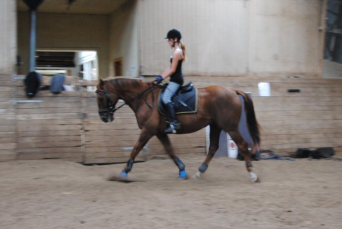 Anden særlig race Fabian  - Træning fra d. 11 august 2011, jeg undskylder kvaliteten, men jeg synes han var så fin. Foto: Carina :) billede 9