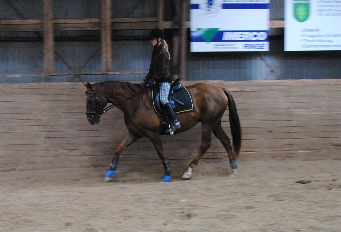 Anden særlig race Fabian  - Træning fra d. 11 august 2011, jeg undskylder kvaliteten, men jeg synes han var så fin. Foto: Carina :) billede 10