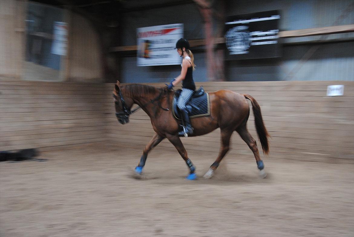 Anden særlig race Fabian  - Træning fra d. 11 august 2011, jeg undskylder kvaliteten, men jeg synes han var så fin. Foto: Carina :) billede 11