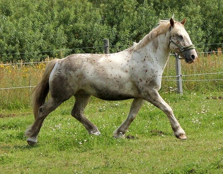 Noriker julius drømmeponyen<3 billede 14