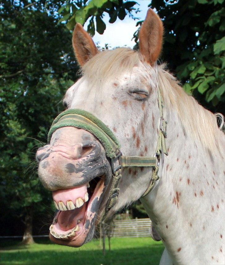 Noriker julius drømmeponyen<3 - haha du´sjov billede 15