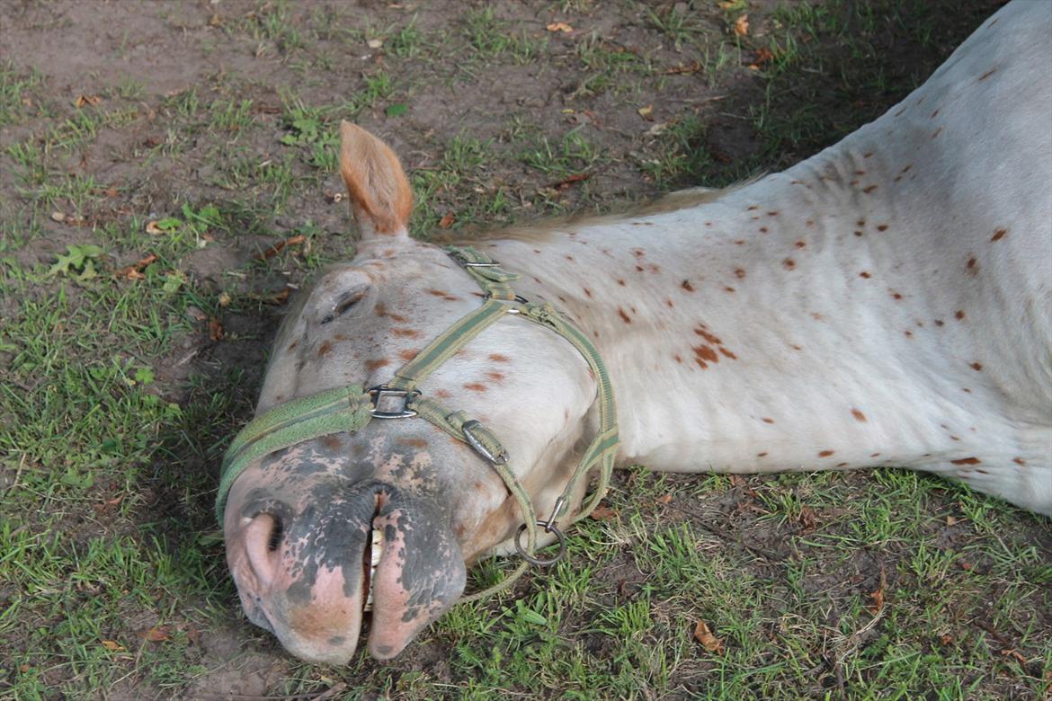 Noriker julius drømmeponyen<3 - sove :)
 billede 16
