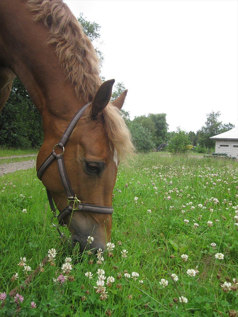 Pinto Svalegårdens Himalaya - Bimmer billede 4