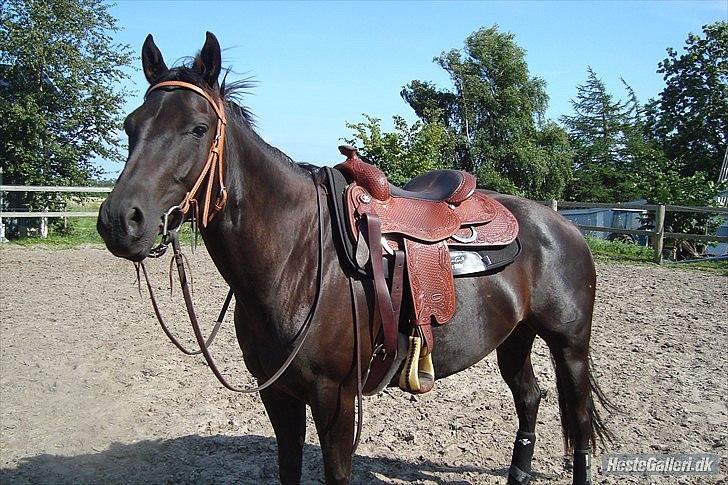 Quarter India Upon A Star billede 9