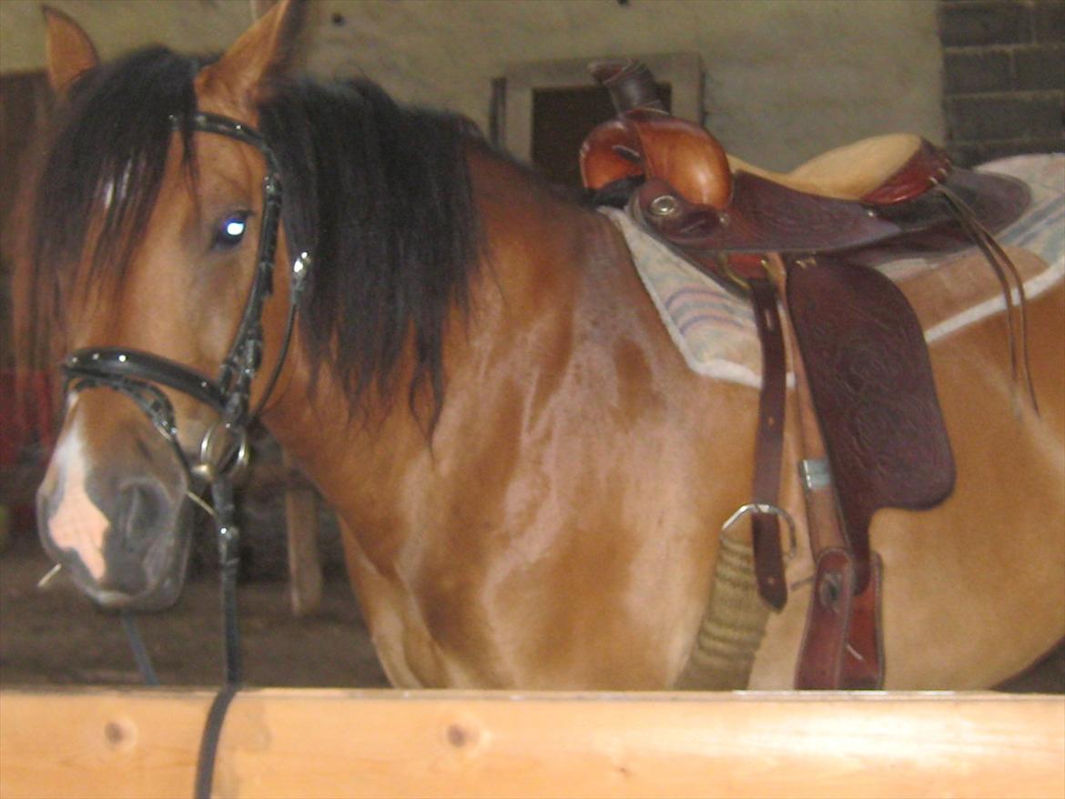 Nordsvensk Skovhest Smilla billede 14