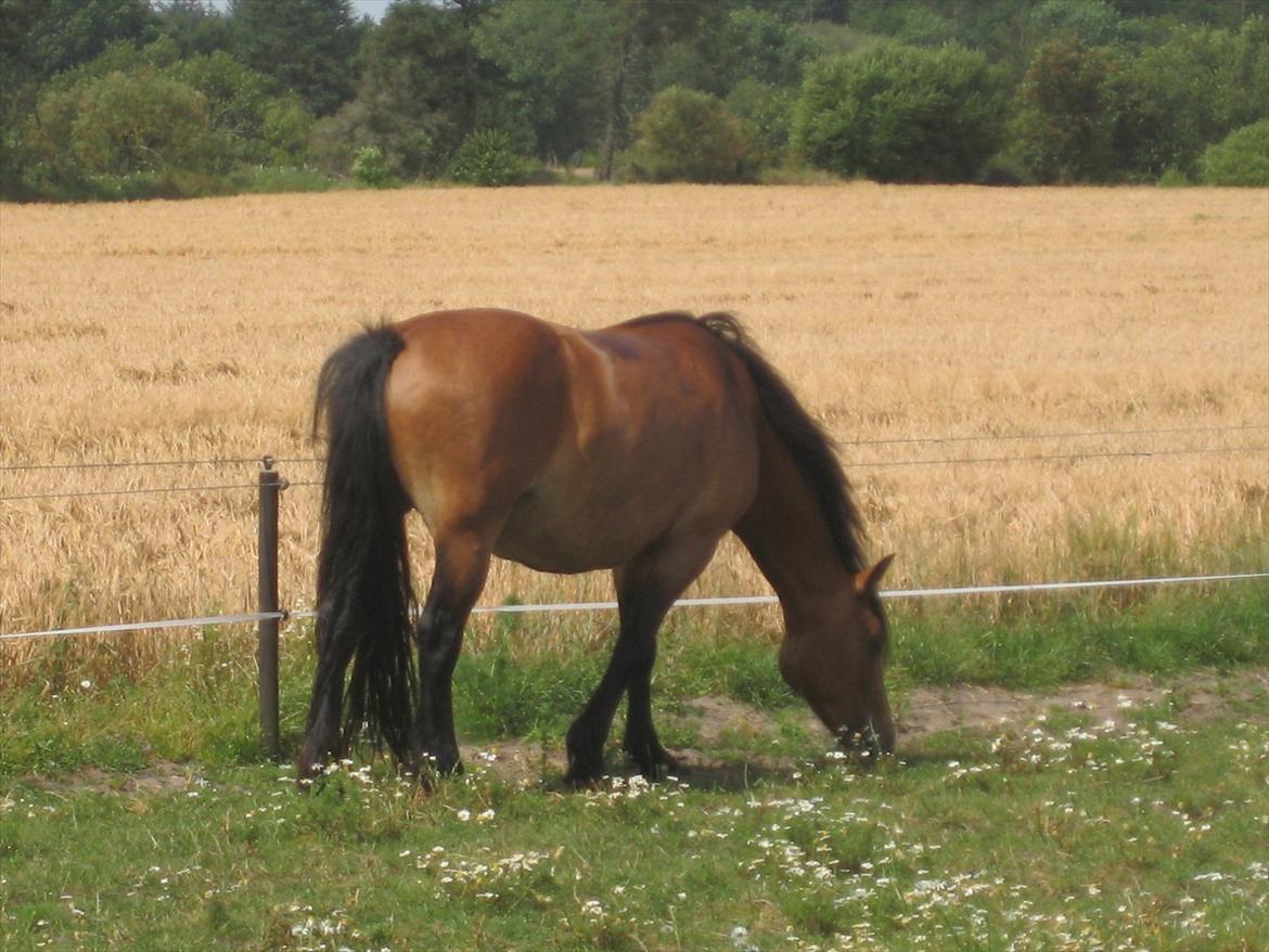Nordsvensk Skovhest Smilla billede 15