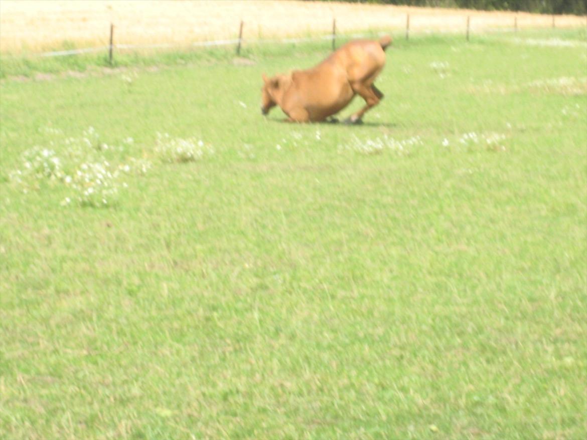 Hollandsk Sportspony Astrid Lovly Lady (SOLGT) ):  billede 16