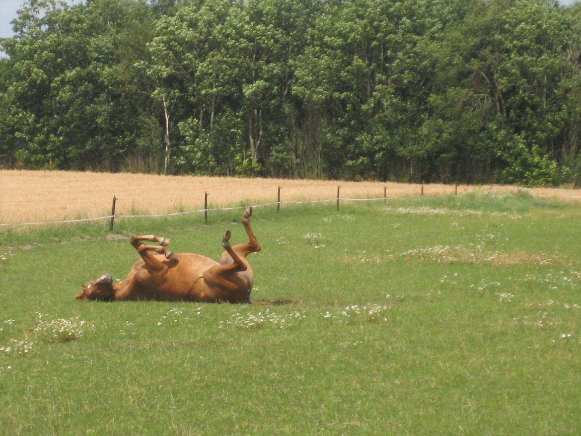 Hollandsk Sportspony Astrid Lovly Lady (SOLGT) ):  billede 17