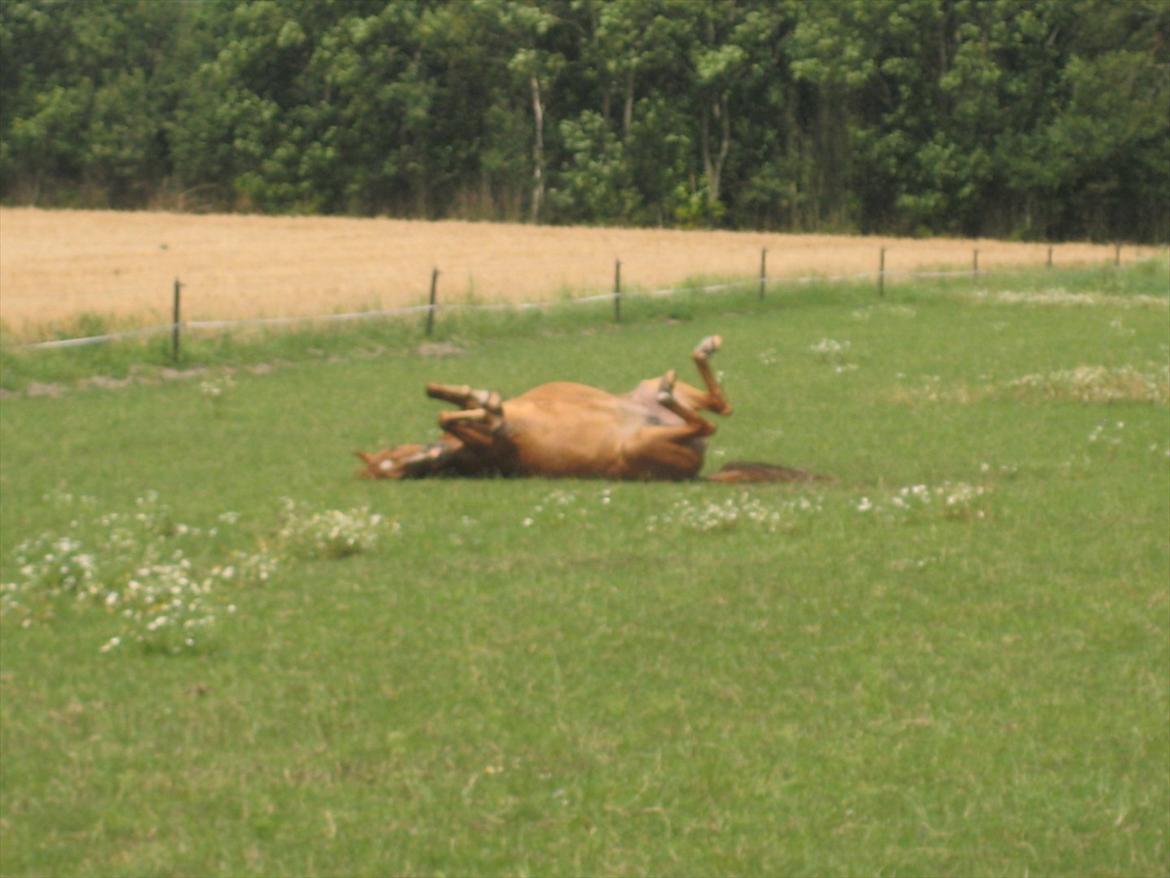 Hollandsk Sportspony Astrid Lovly Lady (SOLGT) ):  billede 18