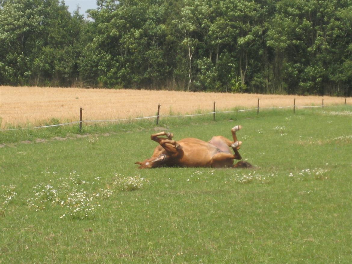 Hollandsk Sportspony Astrid Lovly Lady (SOLGT) ):  billede 19