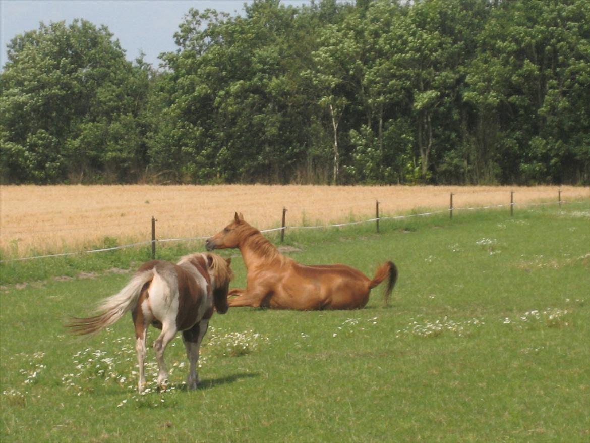 Hollandsk Sportspony Astrid Lovly Lady (SOLGT) ):  billede 20