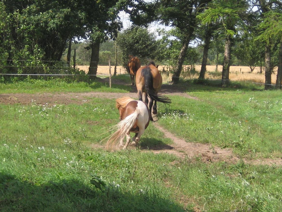 Shetlænder Bruno (SOLGT) ):   billede 18