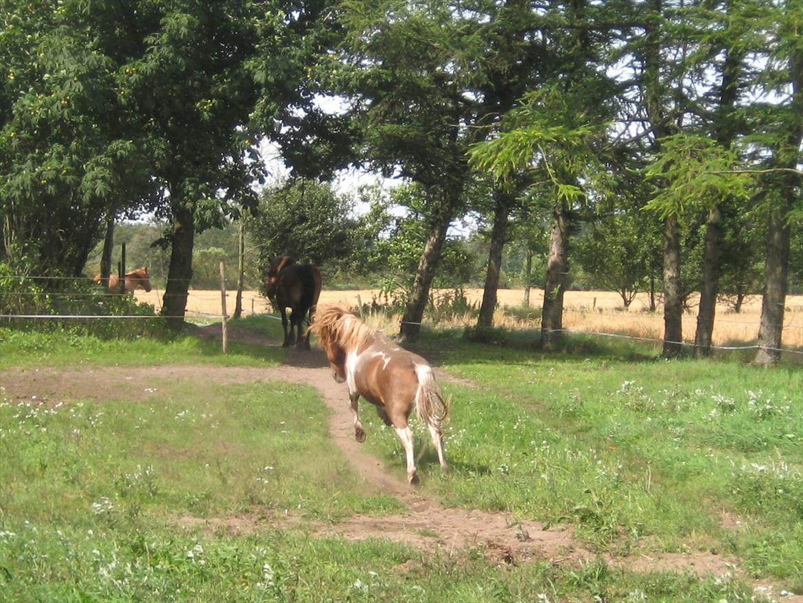Shetlænder Bruno (SOLGT) ):   billede 19