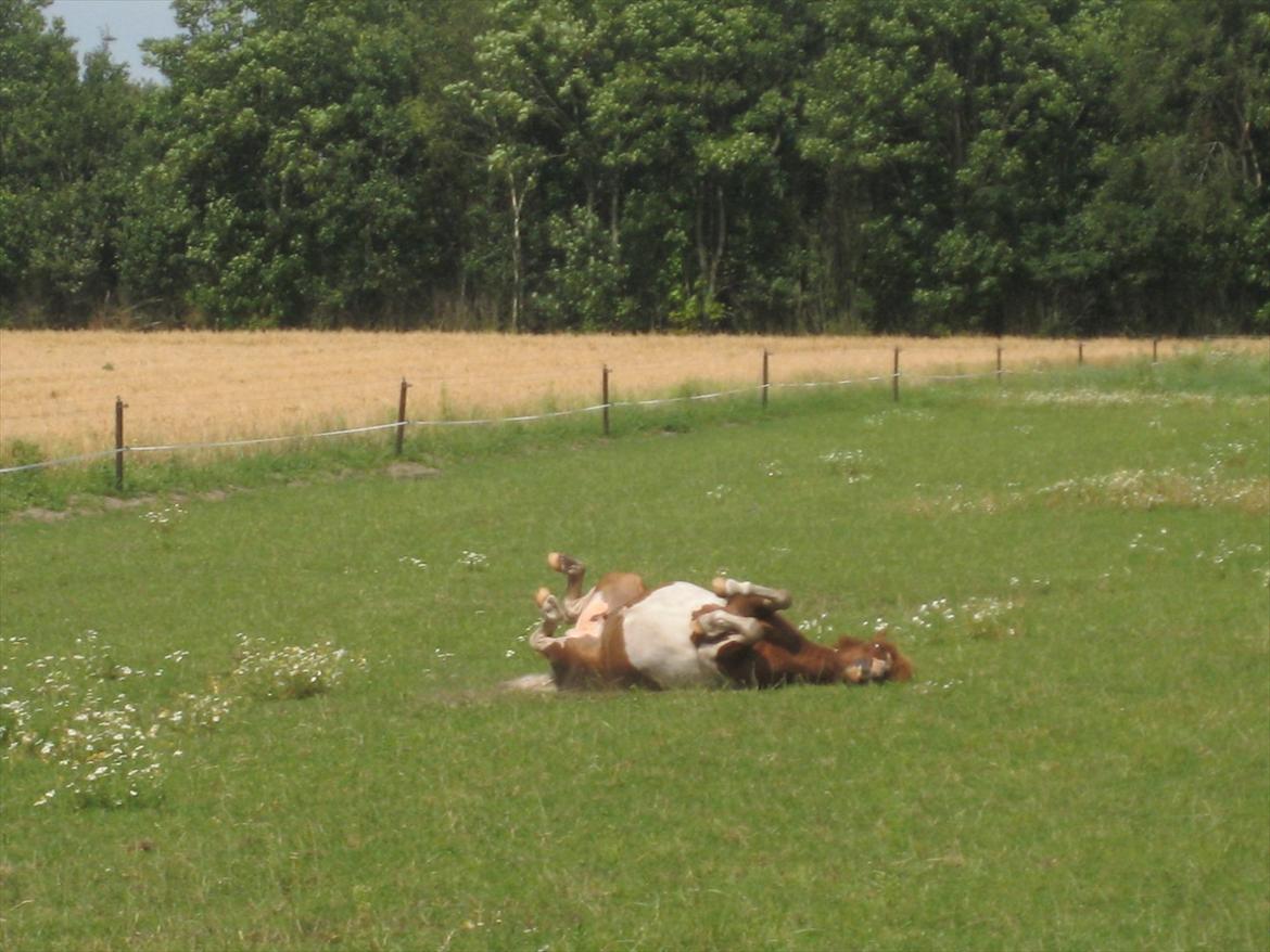 Shetlænder Bruno (SOLGT) ):   billede 20