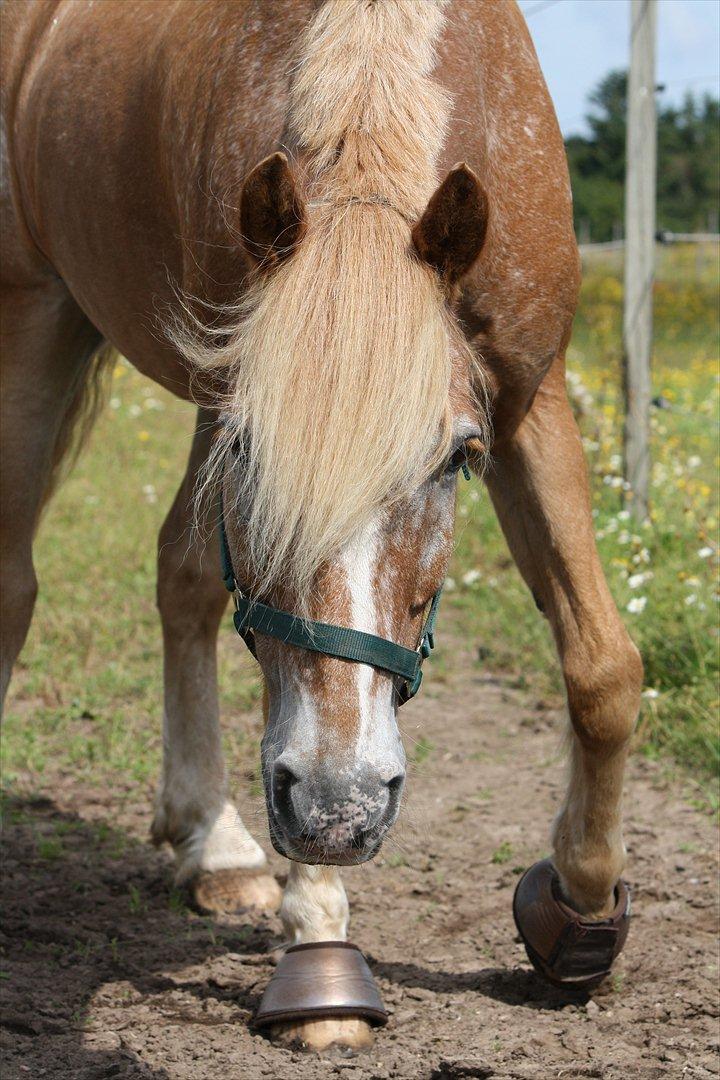 Anden særlig race Just Hugo Forever  - Verdens bedste pony, som hygger på marken :-) billede 19