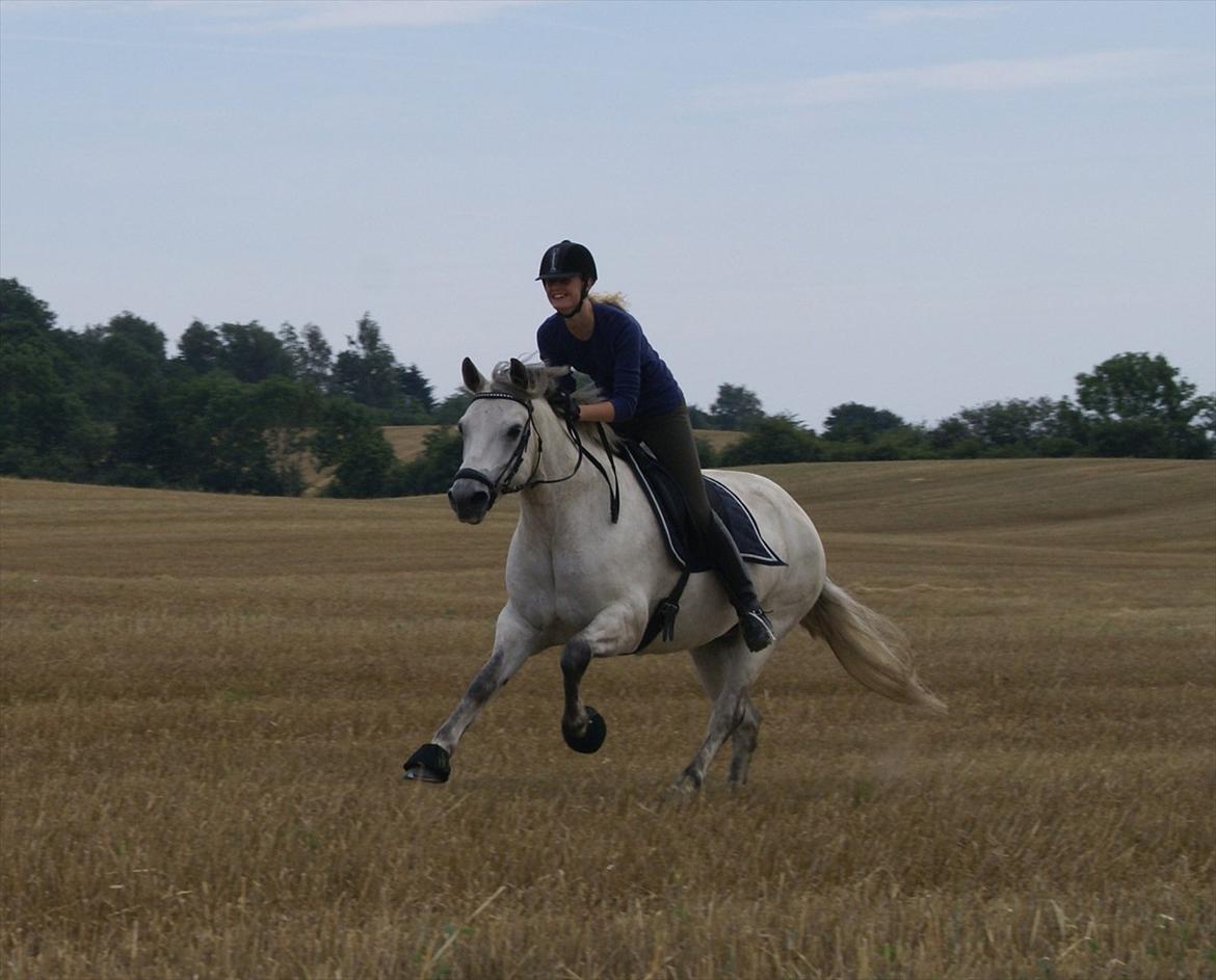 Connemara Bech's Magic Breeze - Stjernepony! :D<3 - Fuld fart frem på stubmarker :D! <3 billede 11