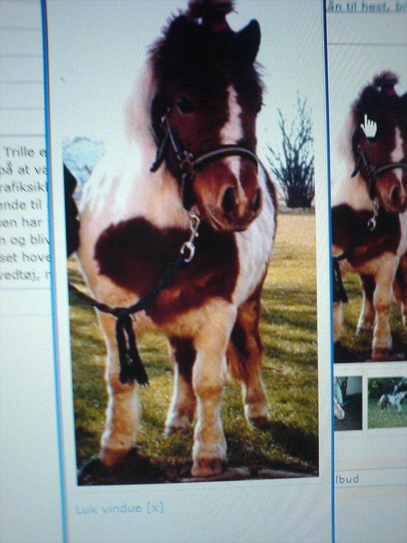 Shetlænder Trille - trille da hun blev købt<3 billede 9