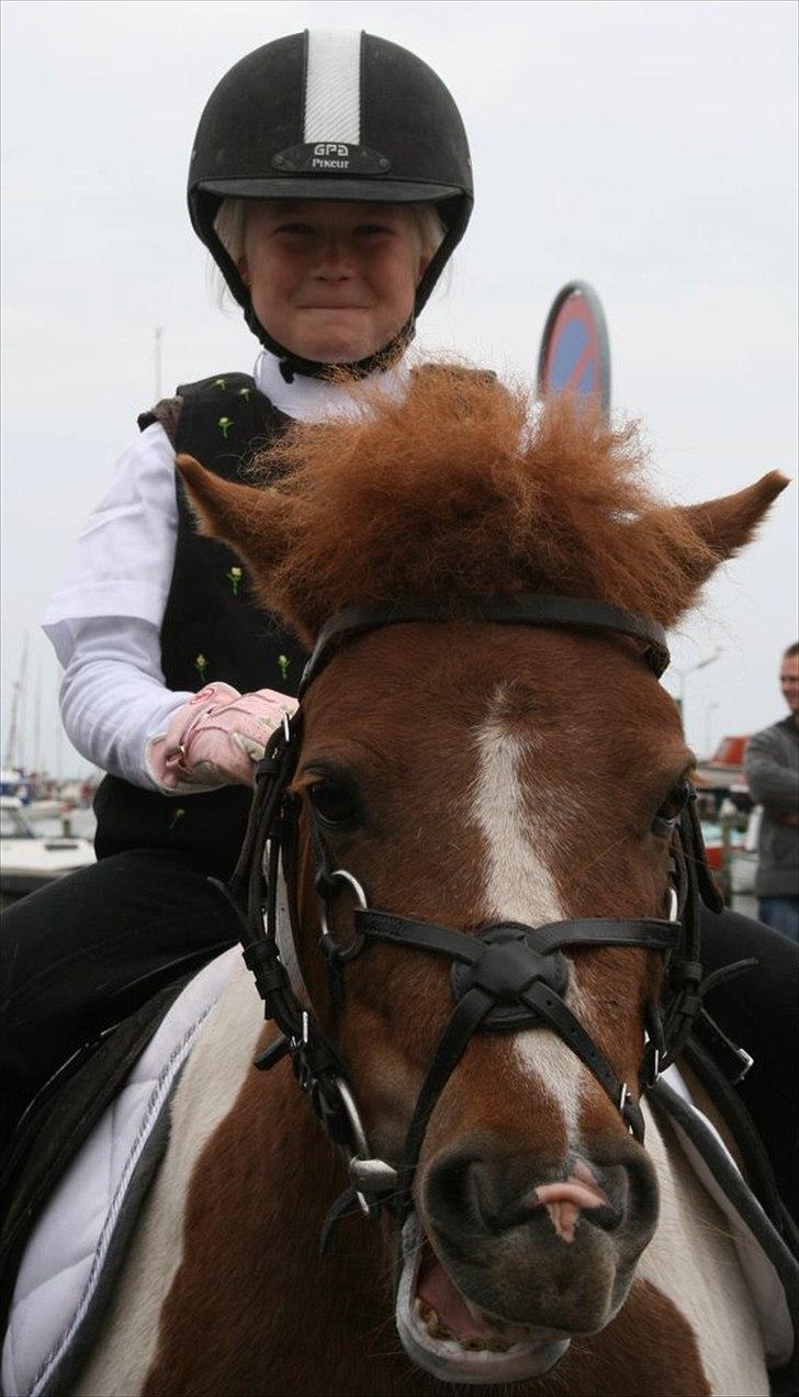 Shetlænder Trille - så er vi klar til kamp billede 10