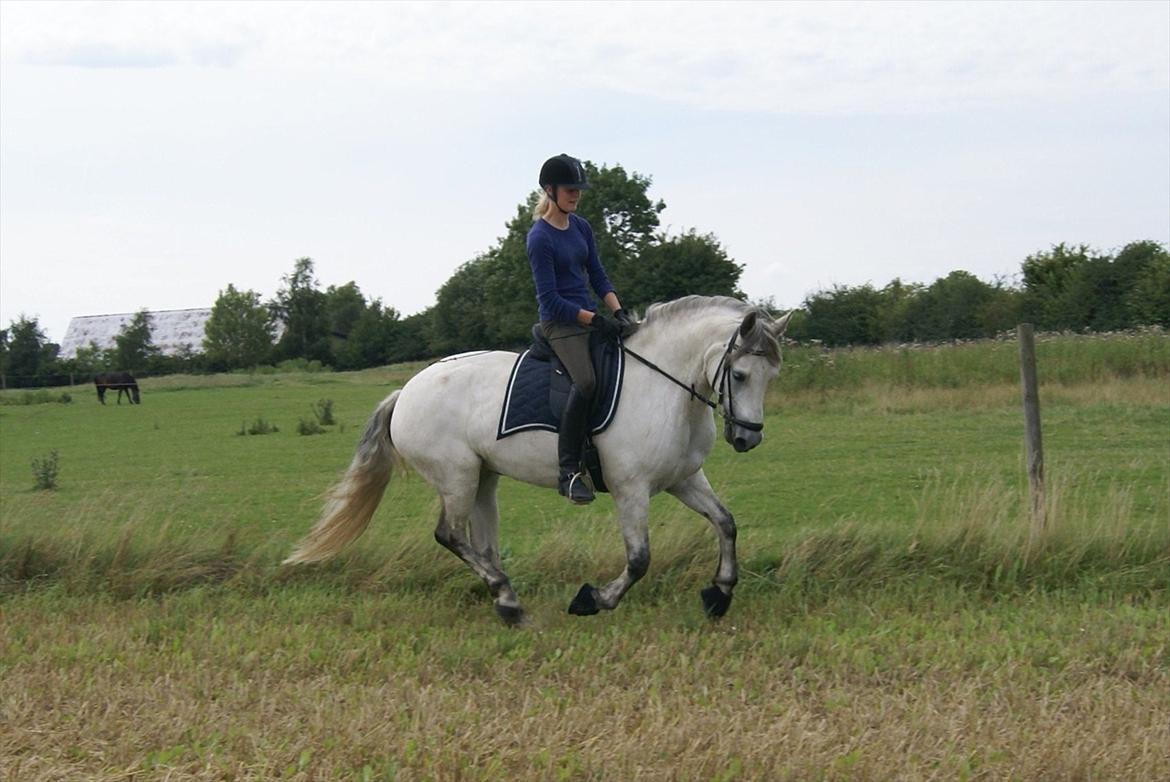 Connemara Bech's Magic Breeze - Stjernepony! :D<3 - Dressur træning på stubmark 03-08-11 :D Hidsig!! billede 15