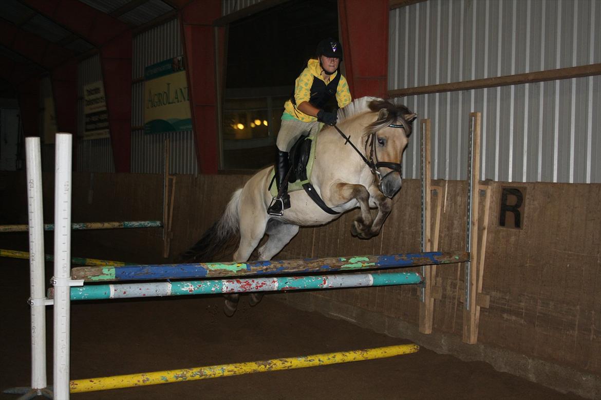 Fjordhest Lukas  - Springtræning d. 11 august 2011. Foto: Amanda med Stines kamera.  billede 9