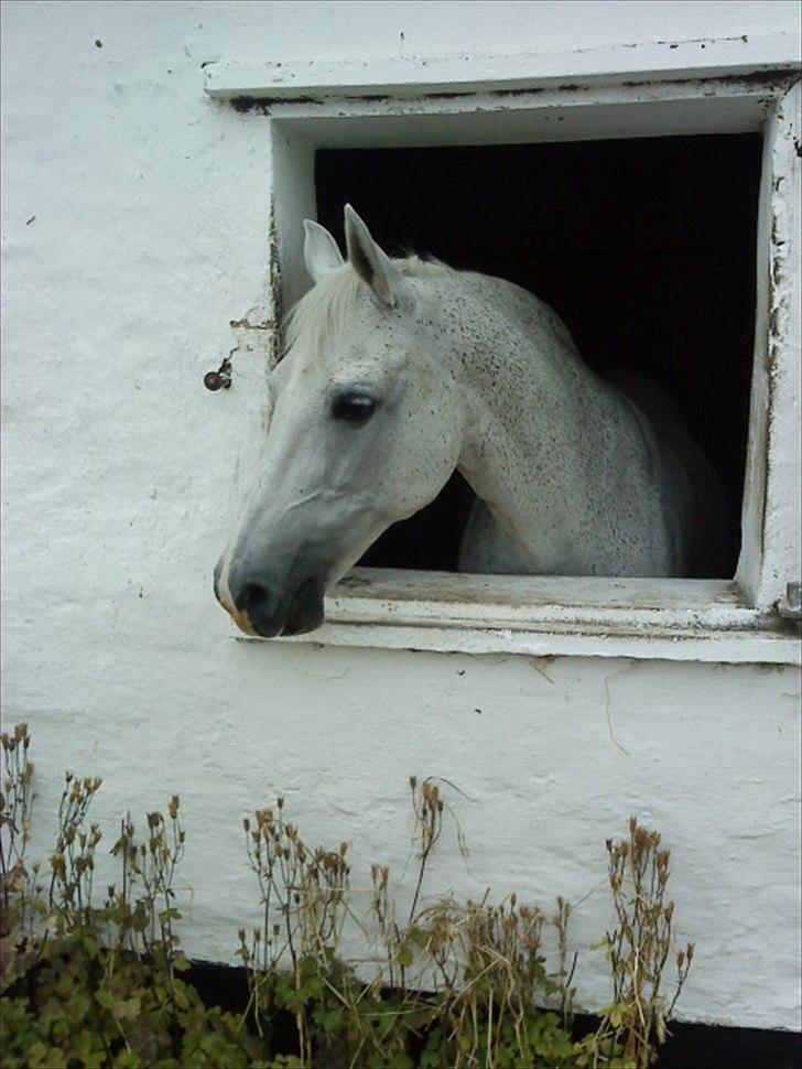Anden særlig race Josephine - lille jose i boksen da hun var halt.. hun er heldigvis rengående nu. billede 1
