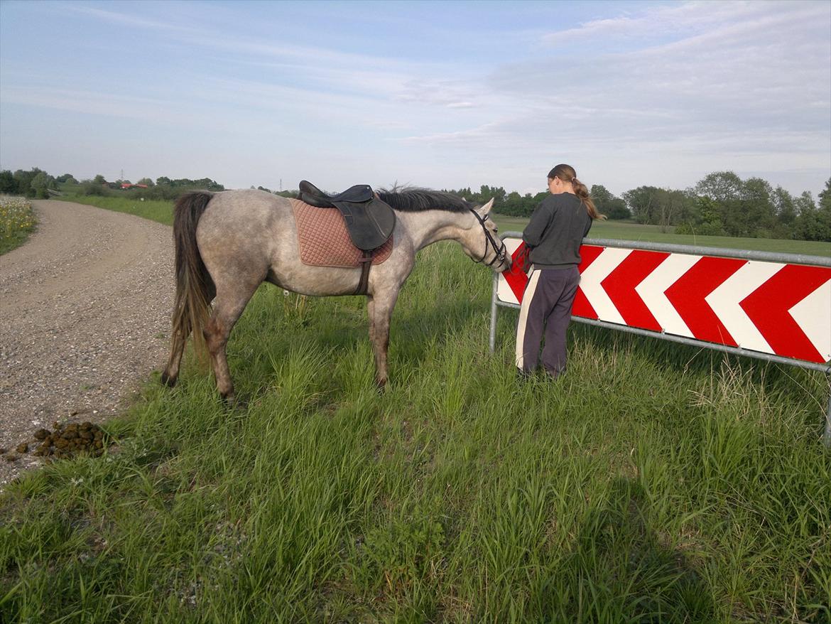 Anden særlig race Hugsy - Et meget farligt skilt, som jo faktisk ikke gjorde noget :) billede 11