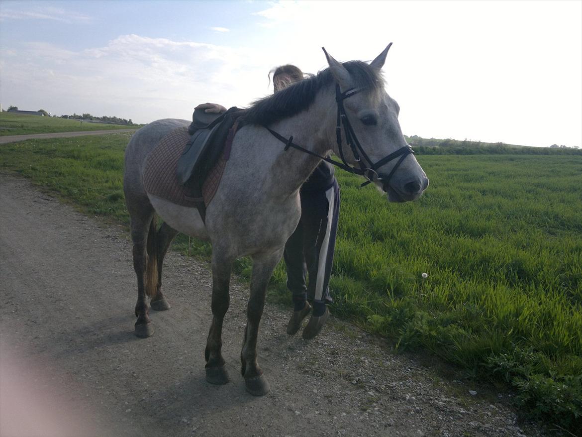 Anden særlig race Hugsy - en lille tur ned af grusvejen, på vej hjem kunne katja jo ligeså godt hoppe op og ride hjem. billede 12