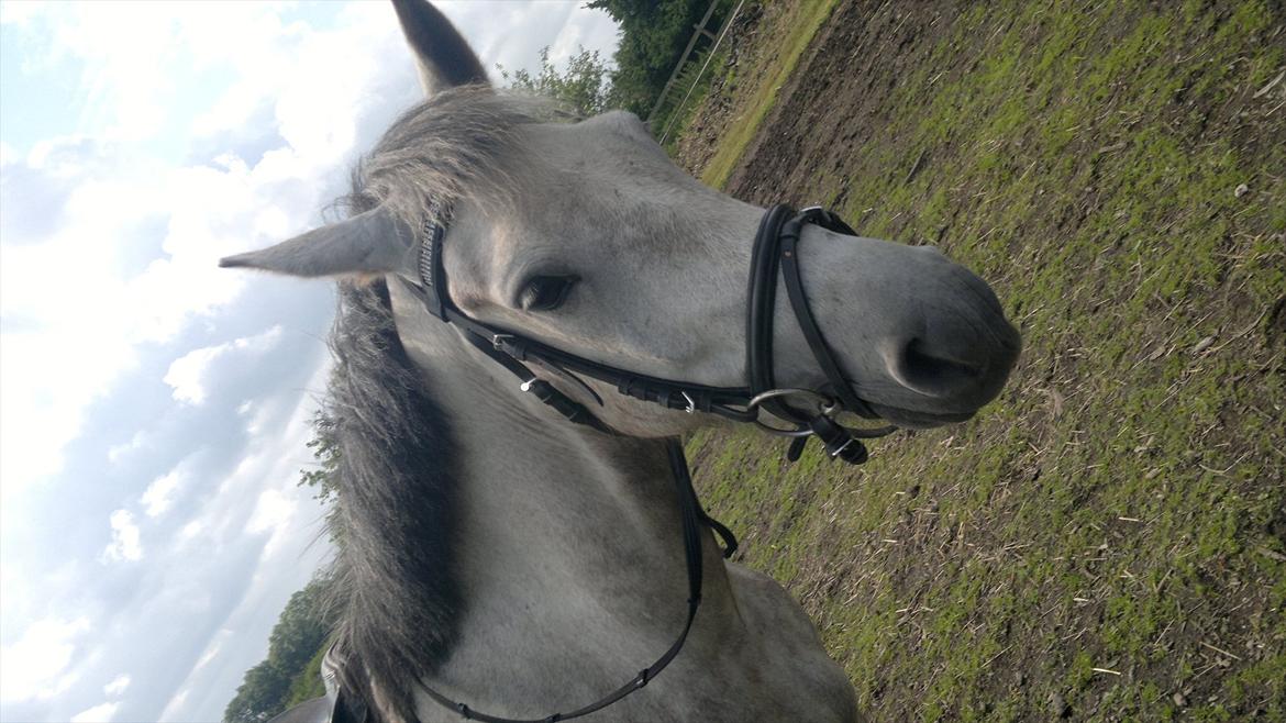 Anden særlig race Hugsy billede 13